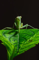 The giant asian mantis or indochina mantis