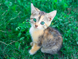 Little cute white and grey kitten with green eyes sits on the grass in summer
