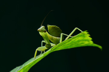 The giant asian mantis or indochina mantis
