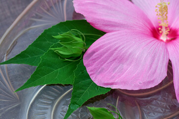 pink hibiscus flower and green leaves in the water