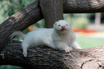 The rare albino angora ferret lies on a tree on a summer day.