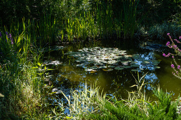 Garden pond with flowering water lilies in landscaped garden. Evergreens and aquatic plants on shore. Cossack juniper Juniperus sabina Tamariscifolia in foreground. Summer sunny day. North Caucasus.