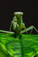 The giant asian mantis or indochina mantis