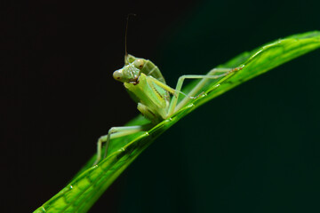 The giant asian mantis or indochina mantis