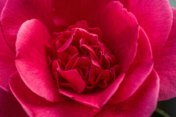 Red Camellia in a garden