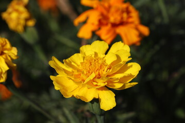 初夏の花壇に咲くマリーゴールドの黄色い花