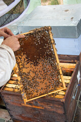 Le travail des abeilles pour la production du miel