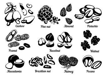Nuts logo set. Hand drawn sketch. Graphic illustration vector. Black and white collection isolated elements