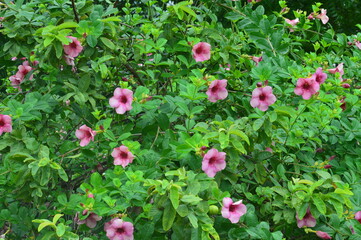 pink tulips in the garden