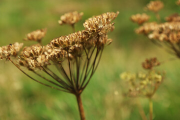 Dettagli di fiori ed erbe spontanee in un prato in montagna durante una giornata di fine estate