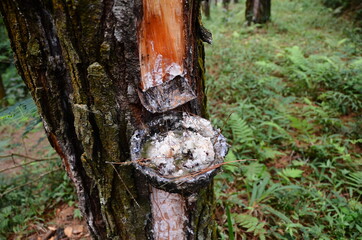 Extraction of natural resin from pine tree trunks