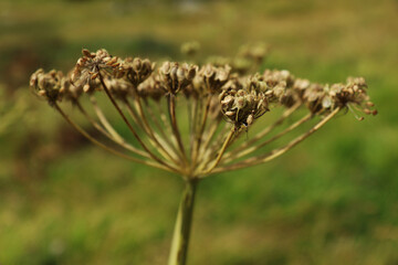 Dettagli di fiori ed erbe spontanee in un prato in montagna durante una giornata di fine estate