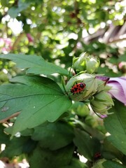 ladybird on a flower