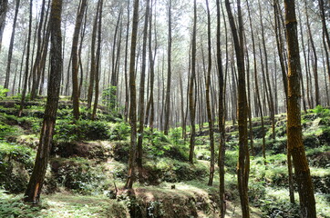 pine forest on the slopes of Mount Sumbing