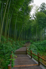 Obraz premium Summer scenery in Yixing Zhuhai Scenic Spot, Jiangsu Province, China