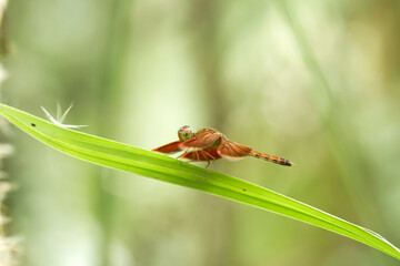 dragonfly on a leaf