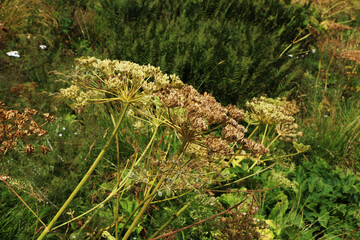 Dettagli di fiori ed erbe spontanee in un prato in montagna durante una giornata di fine estate