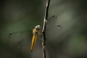 dragonfly on a branch