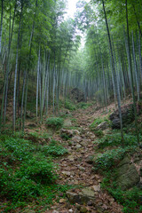 Summer scenery in Yixing Zhuhai Scenic Spot, Jiangsu Province, China