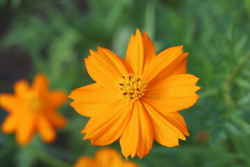 初夏の野原に咲くキバナコスモスのオレンジ色の花