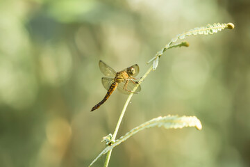 dragonfly resting on a leaf