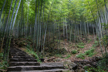 Fototapeta premium Summer scenery in Yixing Zhuhai Scenic Spot, Jiangsu Province, China