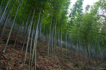 Summer scenery in Yixing Zhuhai Scenic Spot, Jiangsu Province, China
