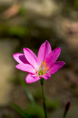 Fototapeta premium Close-up of a small orchid by the roadside