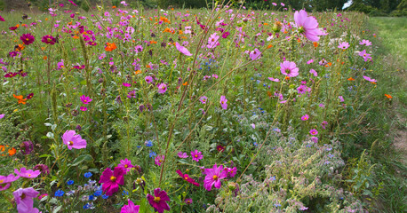 Obraz premium Blumenwiese im Elsass 
