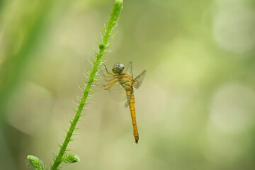 close up of a dragonfly