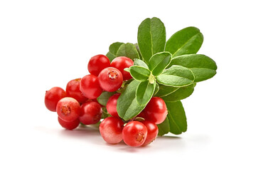 Fresh lingonberry with leaves, isolated on white background