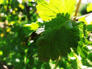 Fototapeta na wymiar atmospheric close-up photo of green leaves. сlose up of leaf texture