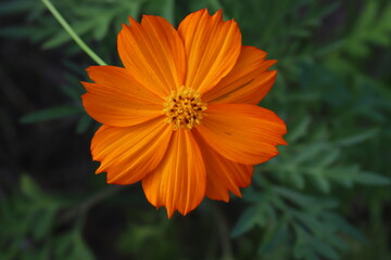 初夏の野原に咲くキバナコスモスのオレンジ色の花