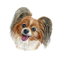 Watercolor illustration of a funny dog. Hand made character. Portrait cute dog isolated on white background. Watercolor hand-drawn illustration. Popular breed dog. Papillon