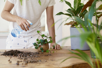 Man gardeners watering plant in marble ceramic pots on the white wooden table. Concept of home garden. Spring time. Stylish interior with a lot of plants. Taking care of home plants. Template.