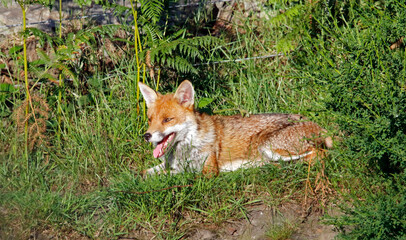 Female fox relaxing in the sunshine