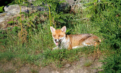 Female fox relaxing in the sunshine