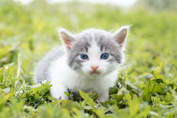 Naklejka na ściany i meble kitten on the grass..