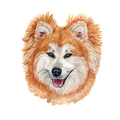 Watercolor illustration of a funny dog. Hand made character. Portrait cute dog isolated on white background. Watercolor hand-drawn illustration. Popular breed dog. Akita Inu