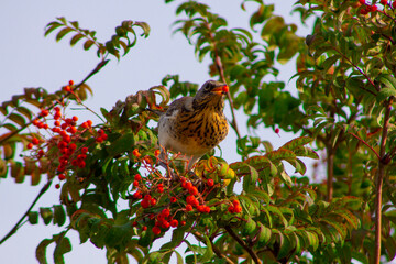 The first herald of autumn - a bird flew on a rowan branch and pecks berries