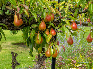 Red and green pears developing on a pear tree in summer