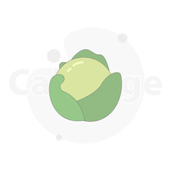 cabbage isolated vector flat illustration