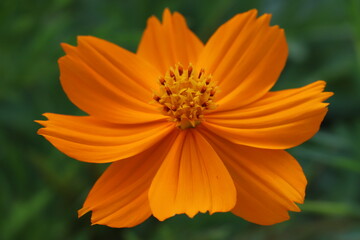 初夏のの野原に咲くキバナコスモスのオレンジ色の花