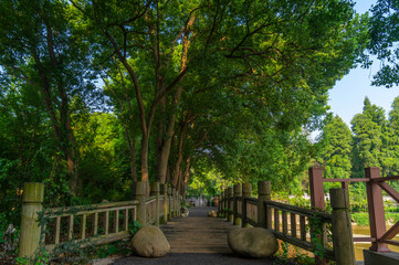 Summer scenery of Wuhan Botanical Garden, Hubei, China