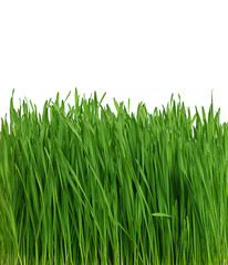 Fototapeta premium juicy and green young grass on a white background