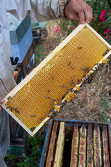 La r&eacute;colte du miel chez un apiculteur