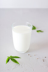 A glass of hemp milk on a gray table with leaves. Healthy food and vegetarianism concept. Selective focus