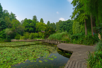 Fototapeta na wymiar Summer scenery of Wuhan Botanical Garden, Hubei, China