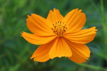 初夏の野原に咲くキバナコスモスのオレンジ色の花
