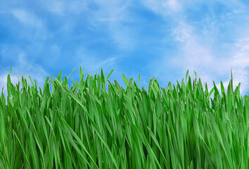 Obraz premium juicy and green young grass against the background of a blue sky.